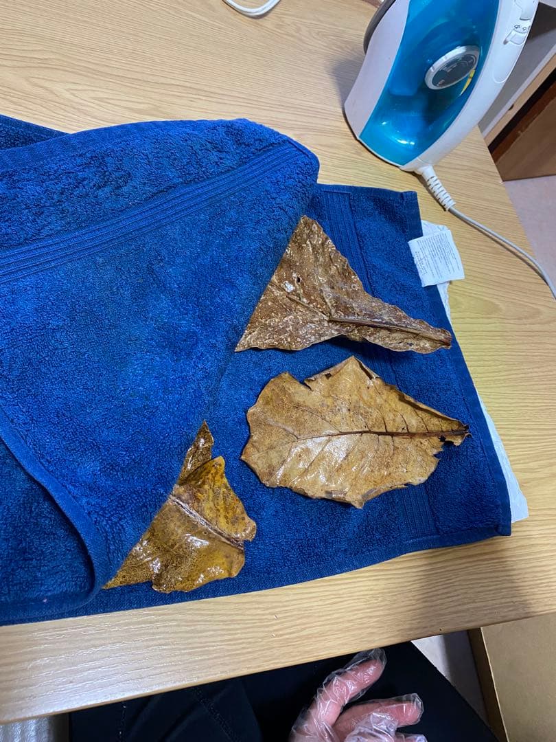 沖縄県やんばる産マジックリーフ 1kg UV殺菌灯照射済み⑤ 殺菌灯