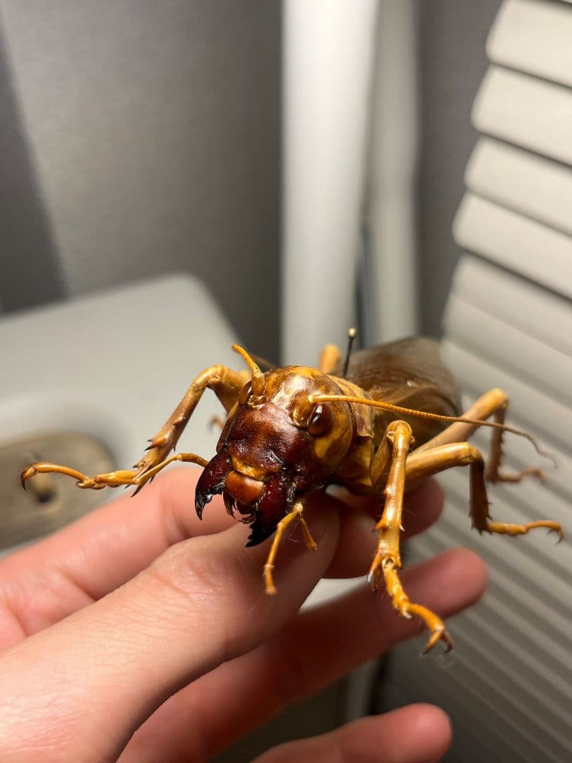 特大極美】リオック Sia ferox コロギス 昆虫標本デュビアタランチュラ