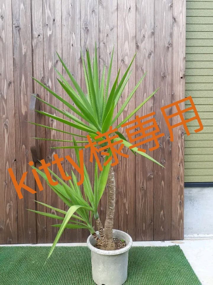 石野真子PRETTY PRETTY MAKO刺繍ワッペン（正規品）