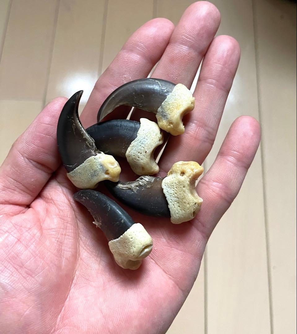 Diamondsale 　熊爪　中5本　大2本