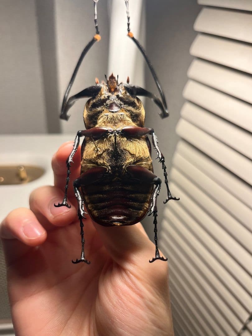 71mm】セラムドウナガテナガコガネ テナガカミキリ昆虫標本