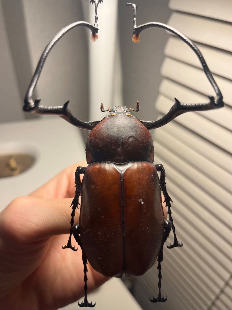 超特大 テナガカミキリ 標本71mm】セラムドウナガテナガコガネ テナガ