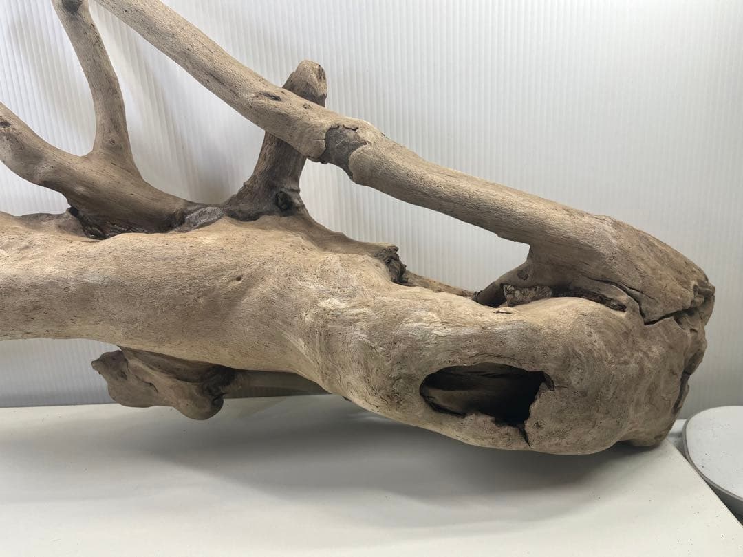 n16特大流木 アク抜き済み 爬虫類シェルター 登り木 鳥類 止まり木