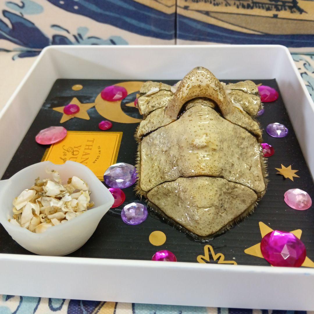 稀少レア四国太平洋沖深海生物タカアシガニふんどし腹リアル凹凸標本