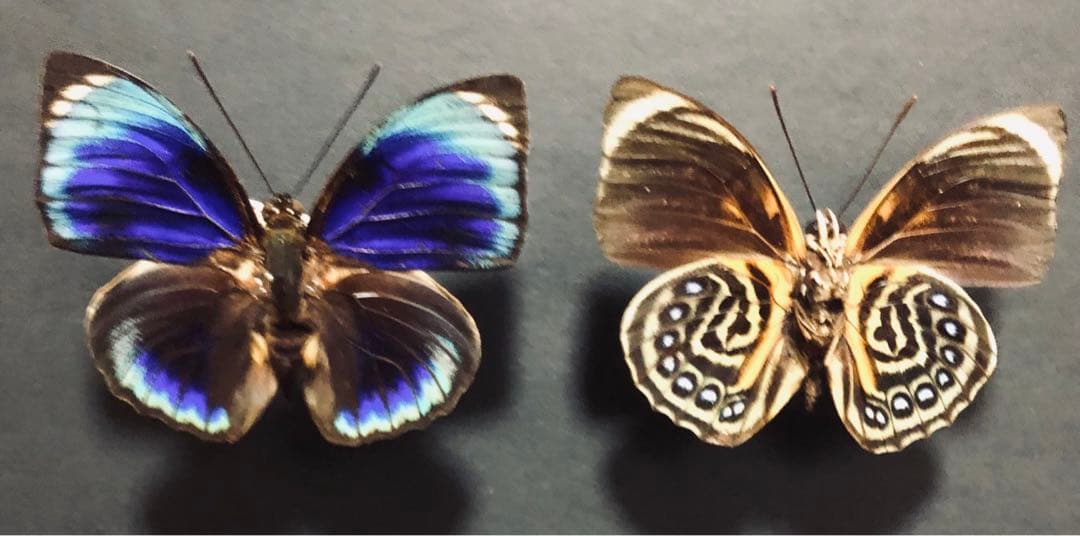 蝶標本　ファルキドンミイロタテハ　2♂ 外国産蝶標本】ファルキドンミイロタテハ♂/ブラジル産/64mm