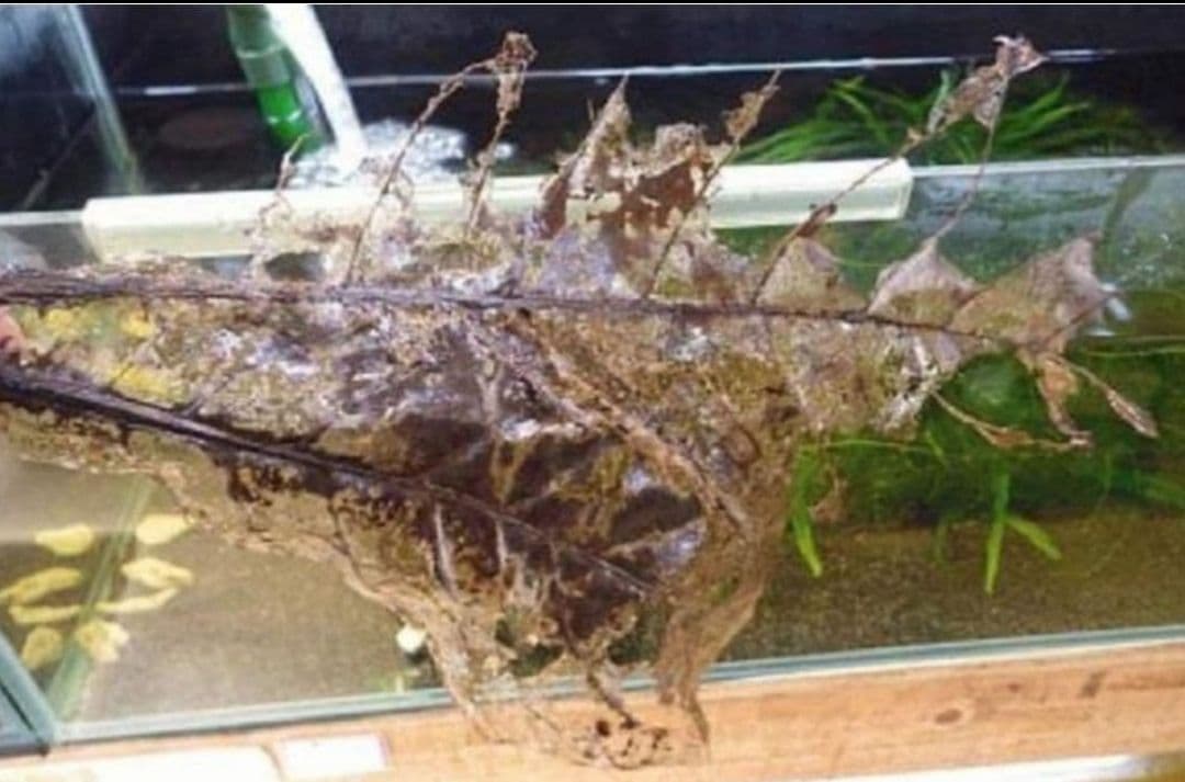 大小様々 無農薬マジックリーフ 天然ももたまな葉 15 枚 - メルカリ