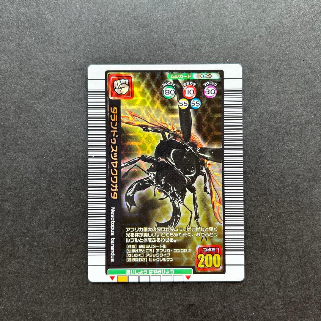 ムシキングタランドゥスツヤクワガタ