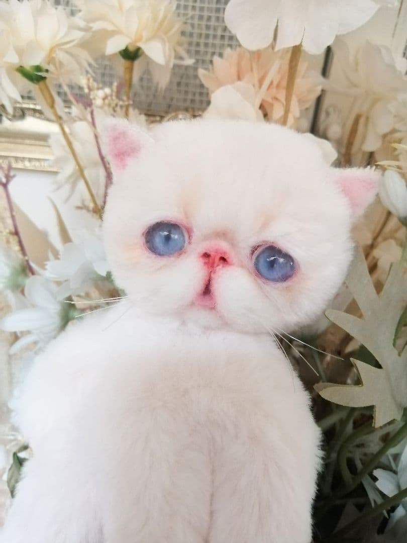 ポッケにゃん♡エキゾチック子猫ちゃん♡アートドール♡ぬいぐるみ