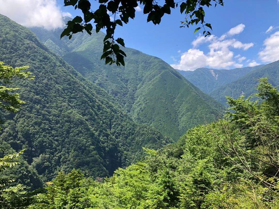 エルメス様専用 100g（5g×20個）×10袋 無農薬栽培の川根