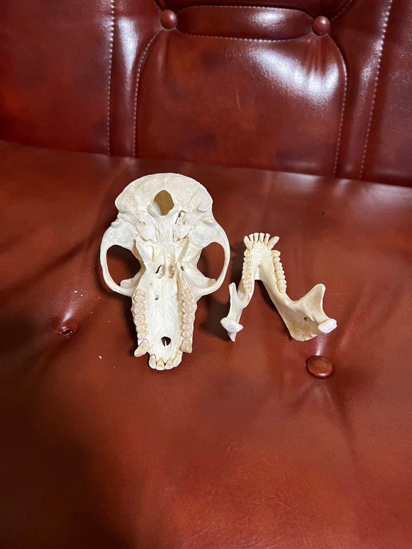 猿？の骨 猿の頭蓋骨 猿 頭蓋骨 頭骨 スカル 標本 剥製 ニホンザル