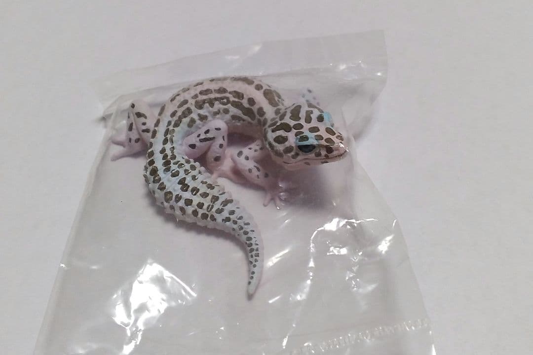 ヤモリ大全 ヒョウモントカゲモドキ(未開封) - メルカリ