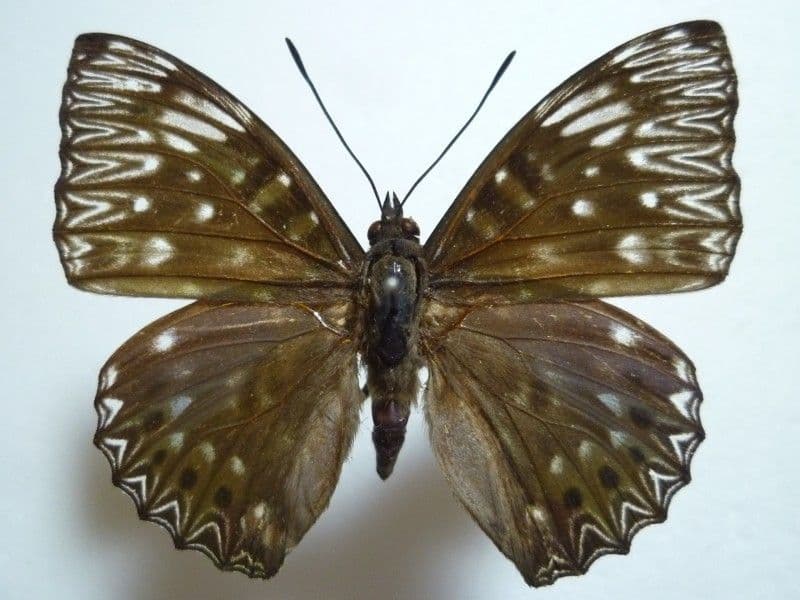 【外国産蝶標本】スミナガシ/韓国.河東郡産/54mm 外国産蝶標本】スミナガシ/韓国.河東郡産/54mm 外国産蝶標本