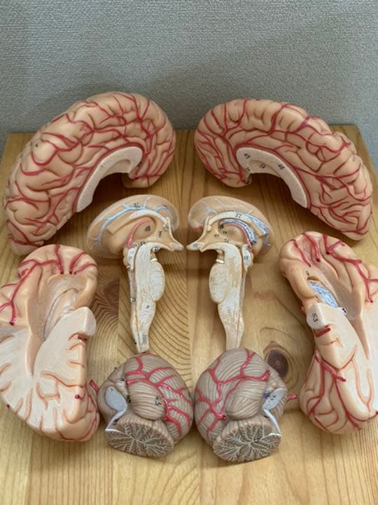 SOMSO ソムソ 頭部基底部模型