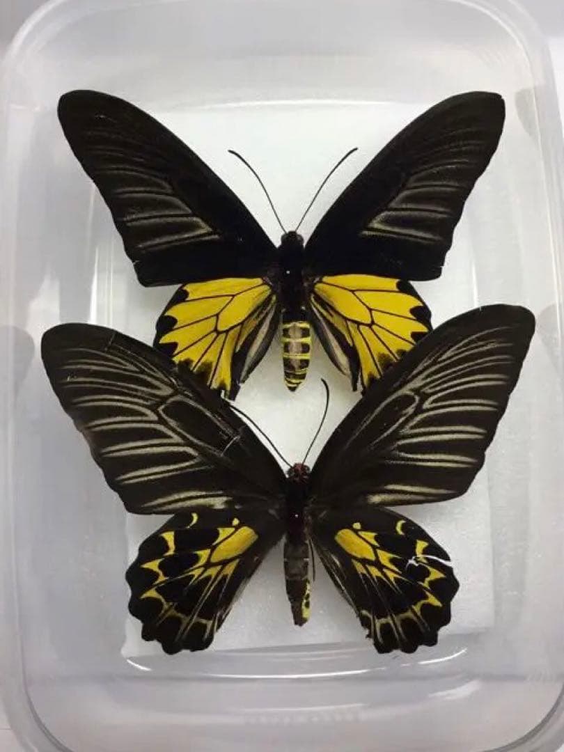 激レア‼️カグヤキシタアゲハpair 蝶標本 購入 激レア‼️カグヤキシ