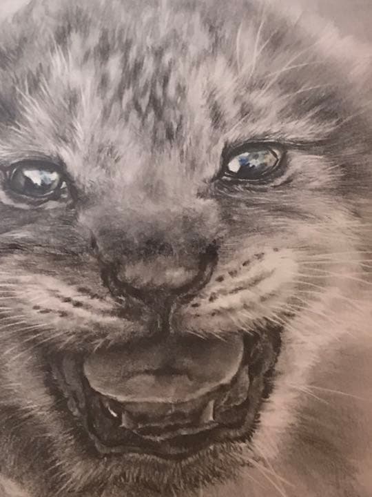 鉛筆画　ライオン　赤ちゃん