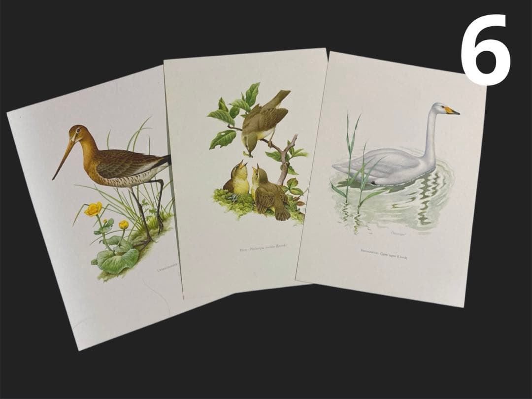 博物図鑑1958年（ドイツ）176枚の 野鳥図版ボタニカルアート