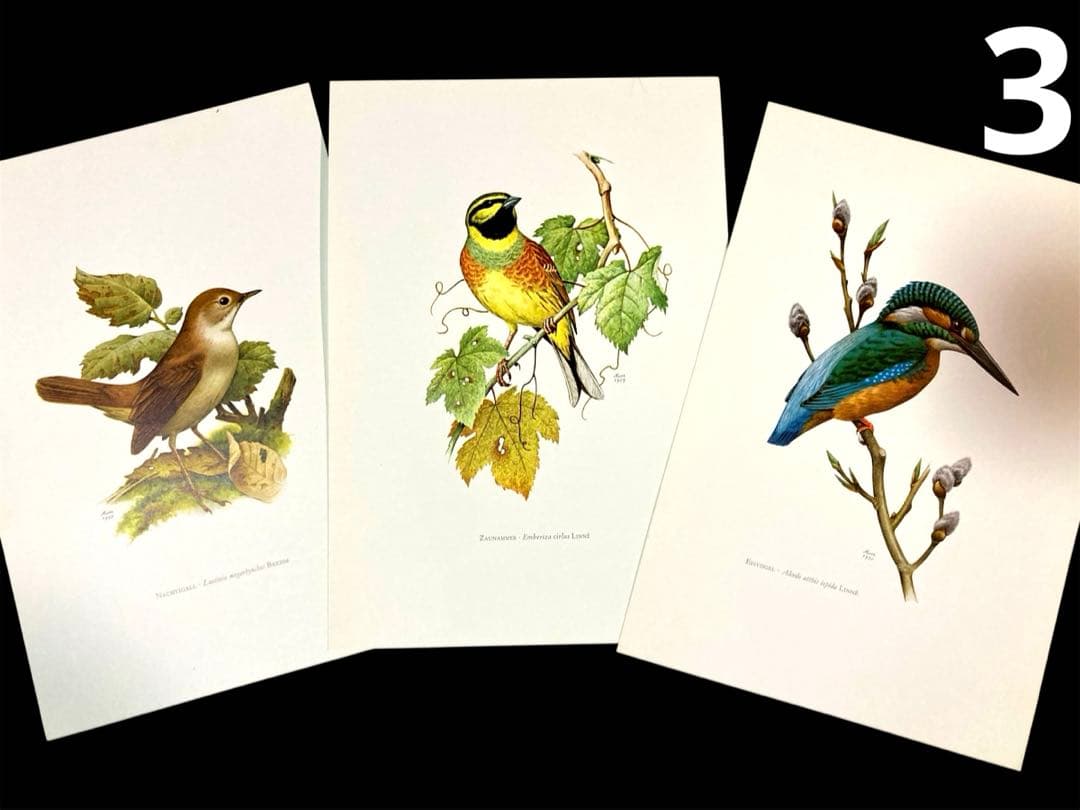 博物図鑑1958年（ドイツ）176枚の 野鳥図版ボタニカルアート