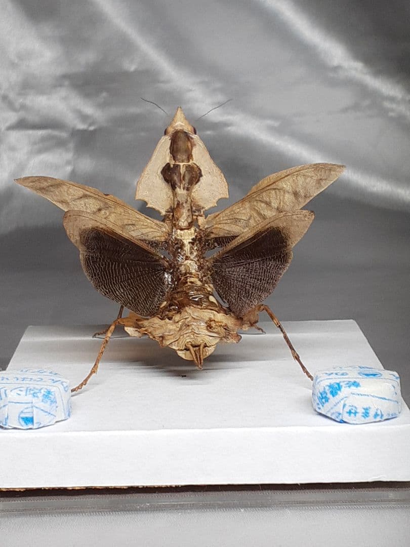 マオウカレハカマキリ雌 立体標本 魔王枯葉 ラスト1