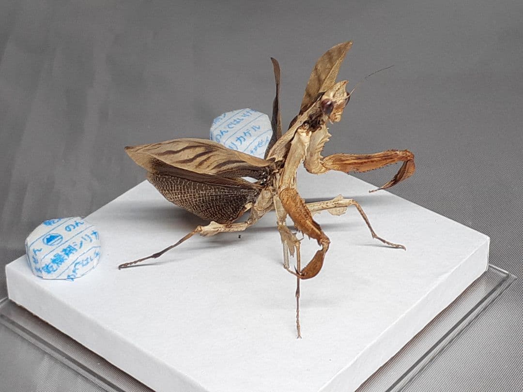 マオウカレハカマキリ雌 立体標本 魔王枯葉 ラスト1