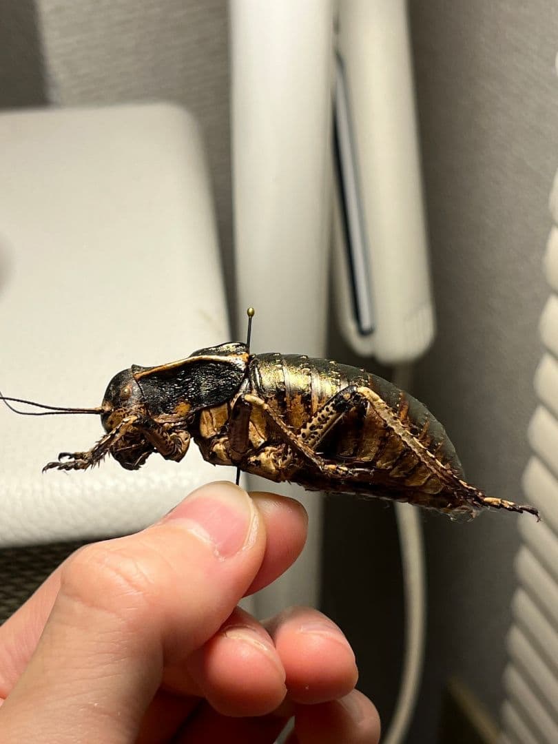 58mm♂】ヨロイコロギス Bradyporus 標本 リオック - メルカリ