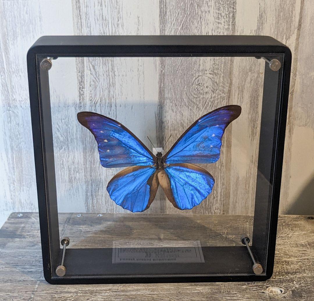 美品「レテノールモルフォ」標本　専用ケース付(ハンドメイド)