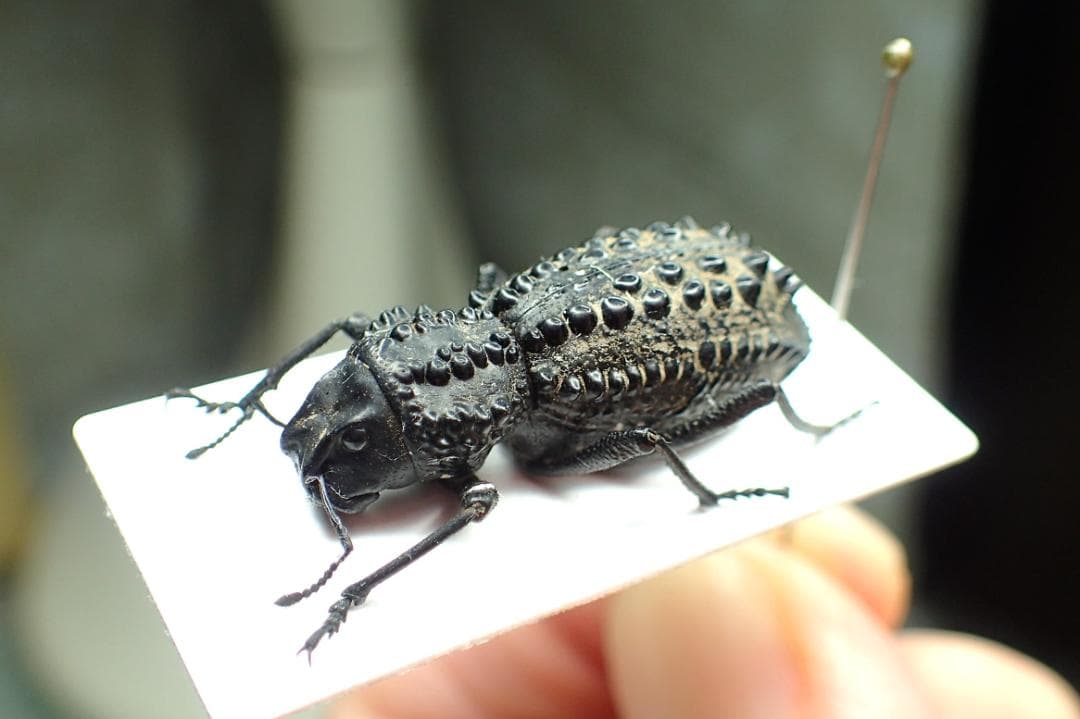 デタニヒロツマベニチョウ♂♀標本☆ペレン島産☆美麗ペア標本近年入手困難