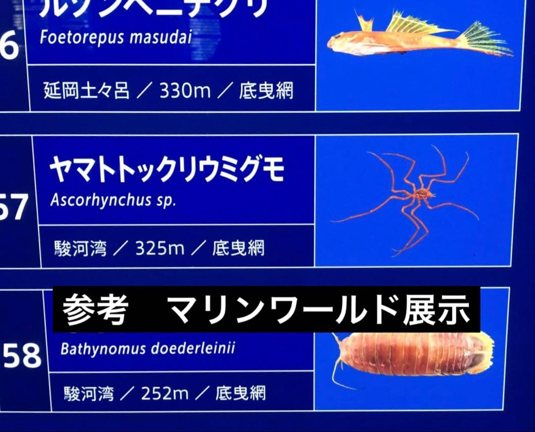 ウミグモ 深海生物樹脂封入標本 LEDライト付き 木製ケース