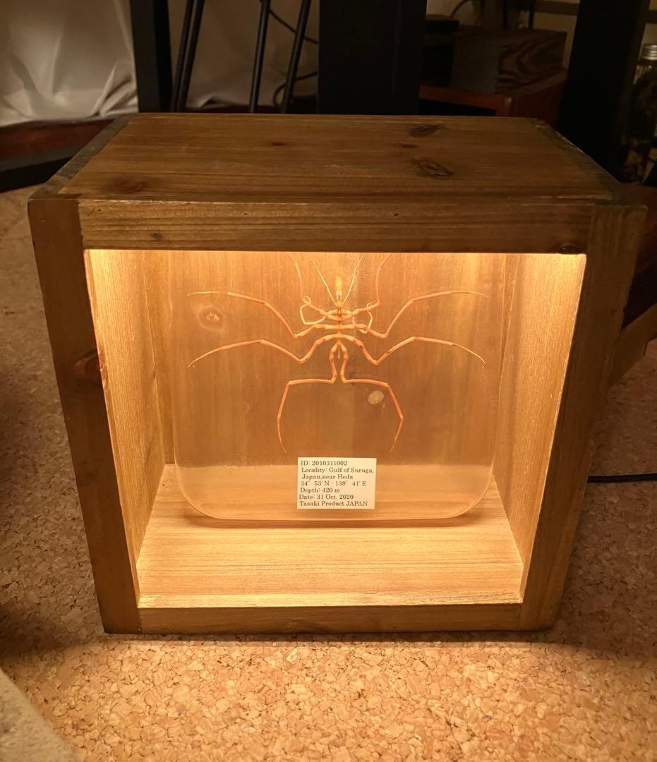 ウミグモ 深海生物樹脂封入標本 LEDライト付き 木製ケース