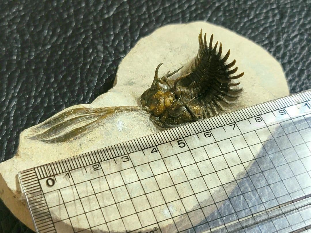 超美麗！三葉虫【Walliserops trifurcatus】化石 モロッコ - メルカリ