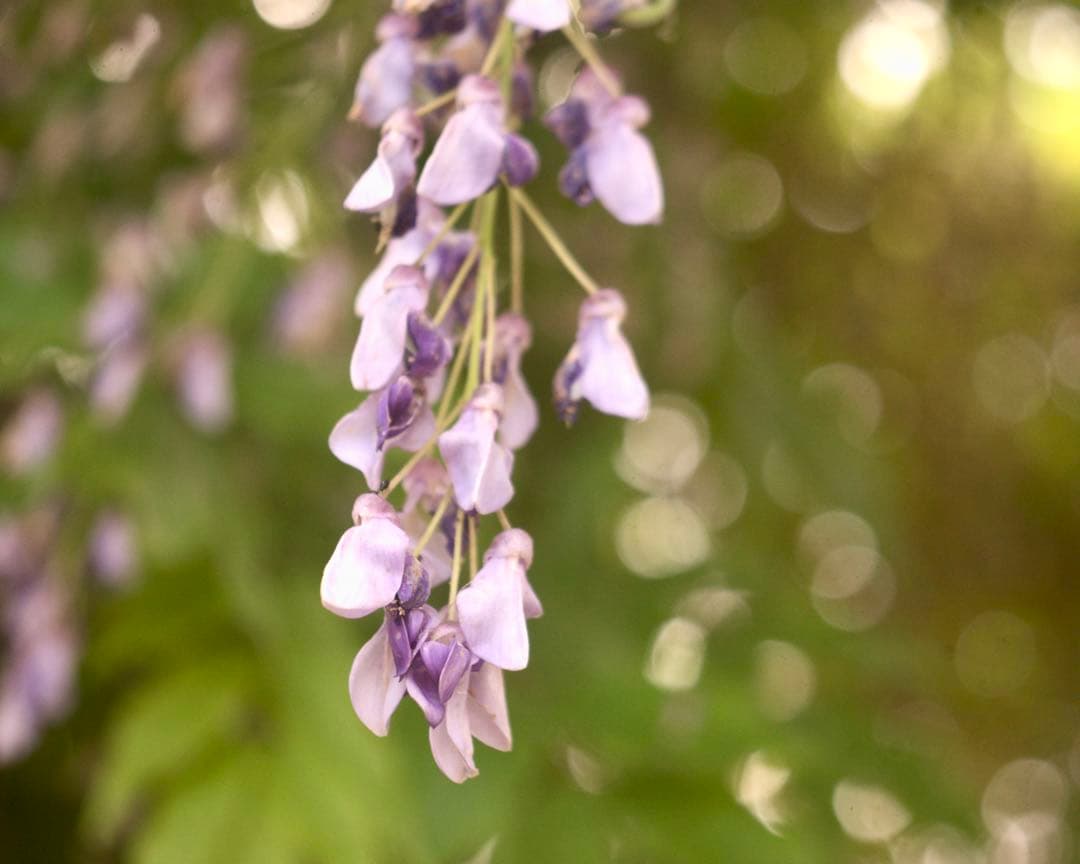 Voigtlander Voigtar 7.5cm f/6.3 銘レンズ