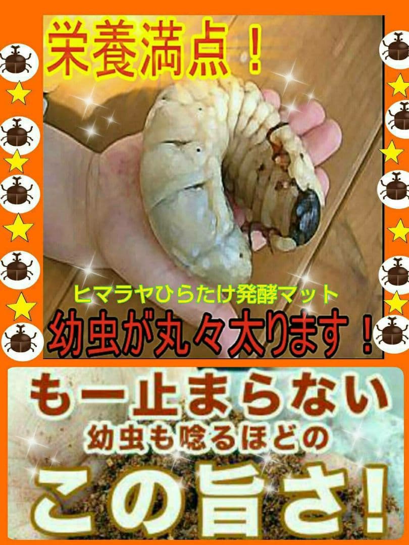 最も安い デカクなりすぎ注意！ヒマラヤひらたけ発酵マット 産卵にも