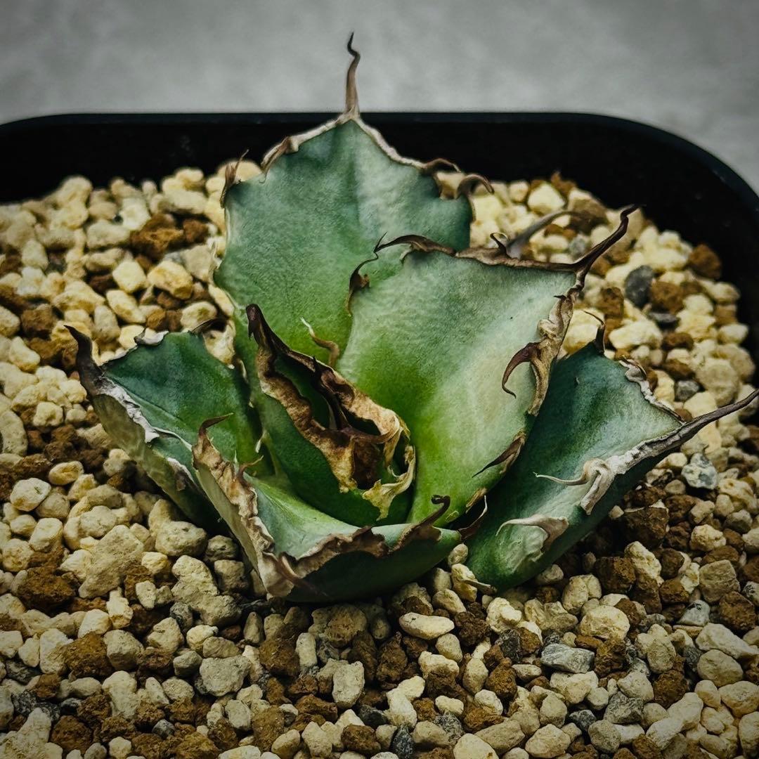 Falcon of the Plantagenets 2oz 銀貨 2019年