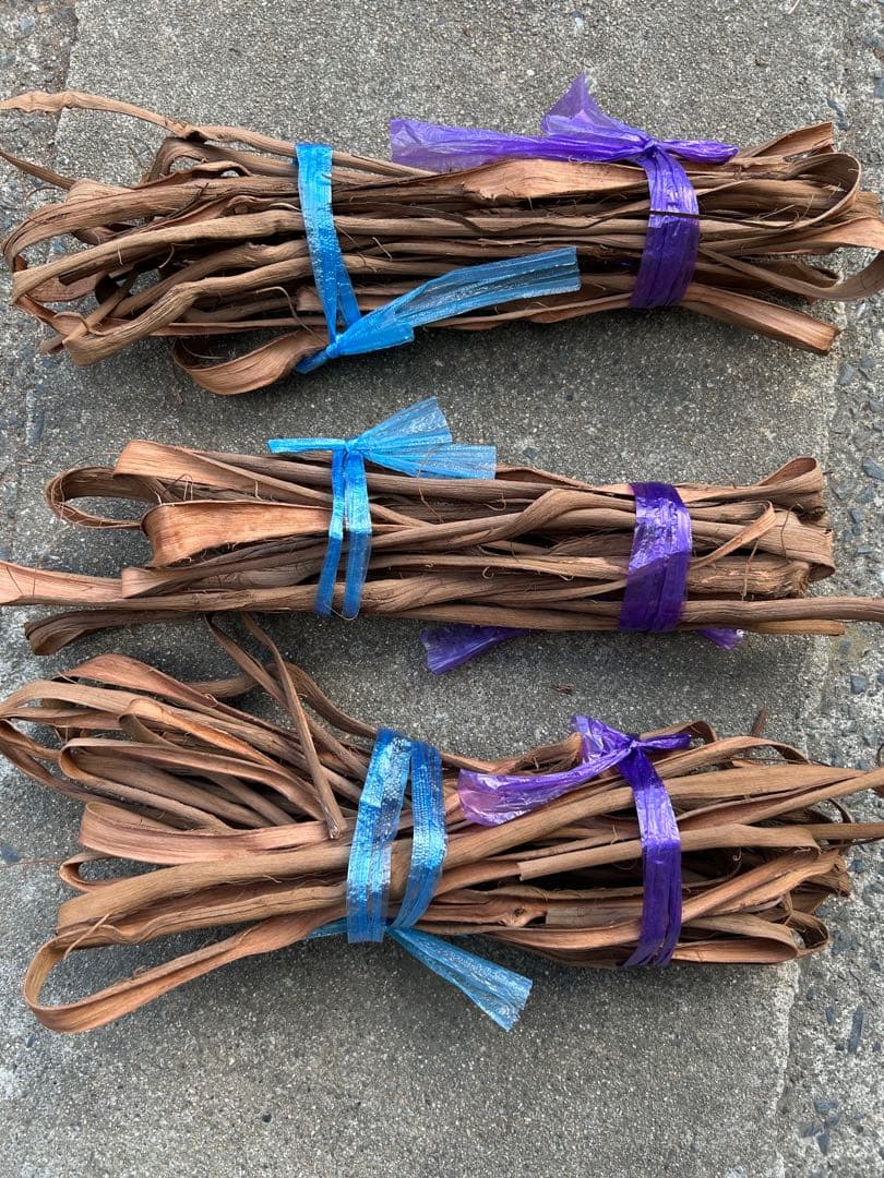 山葡萄蔓　宮城県2025年