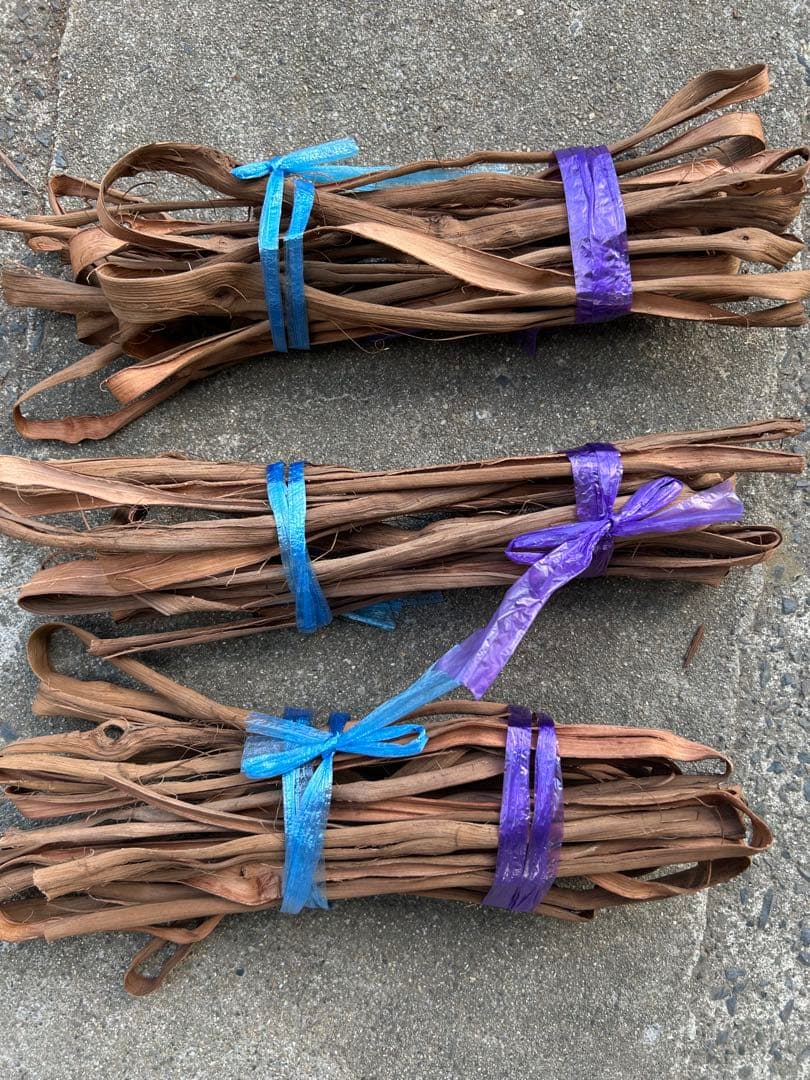 山葡萄蔓　宮城県2025年