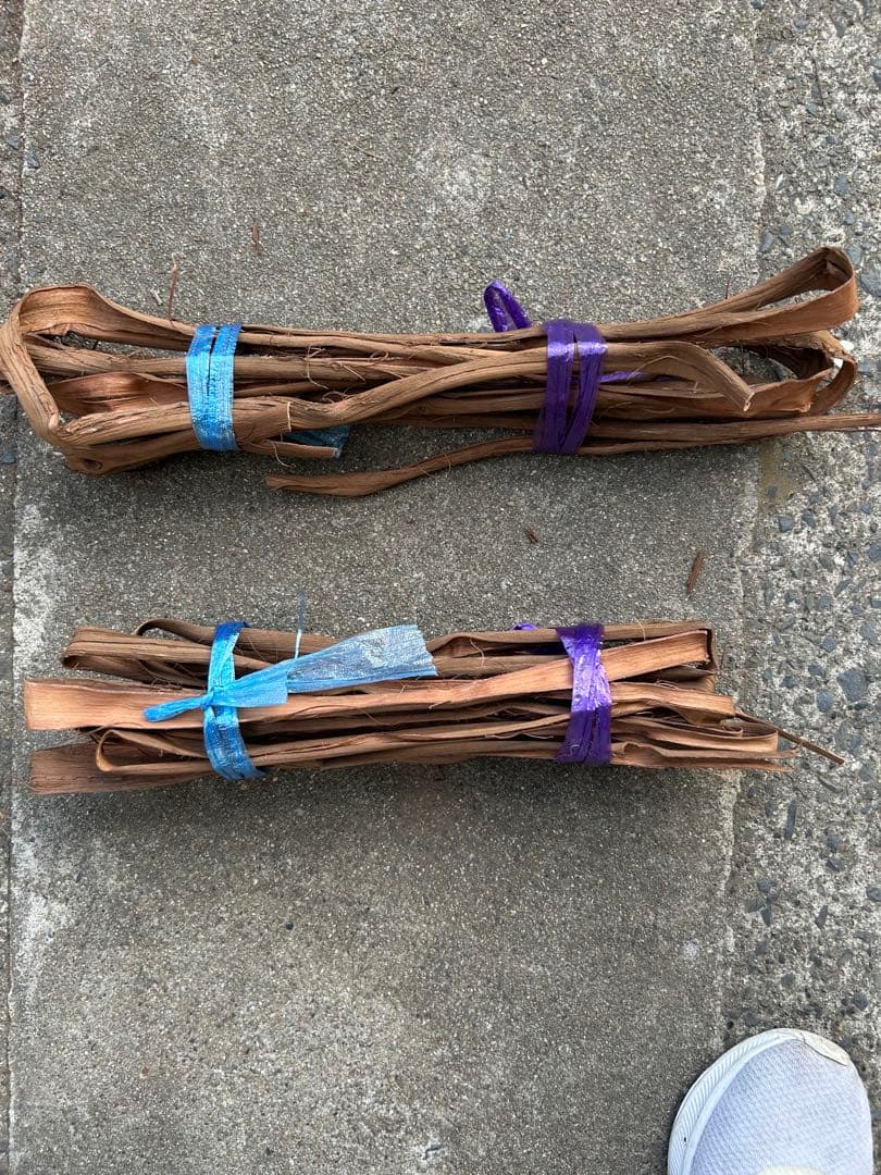 山葡萄蔓　宮城県2025年