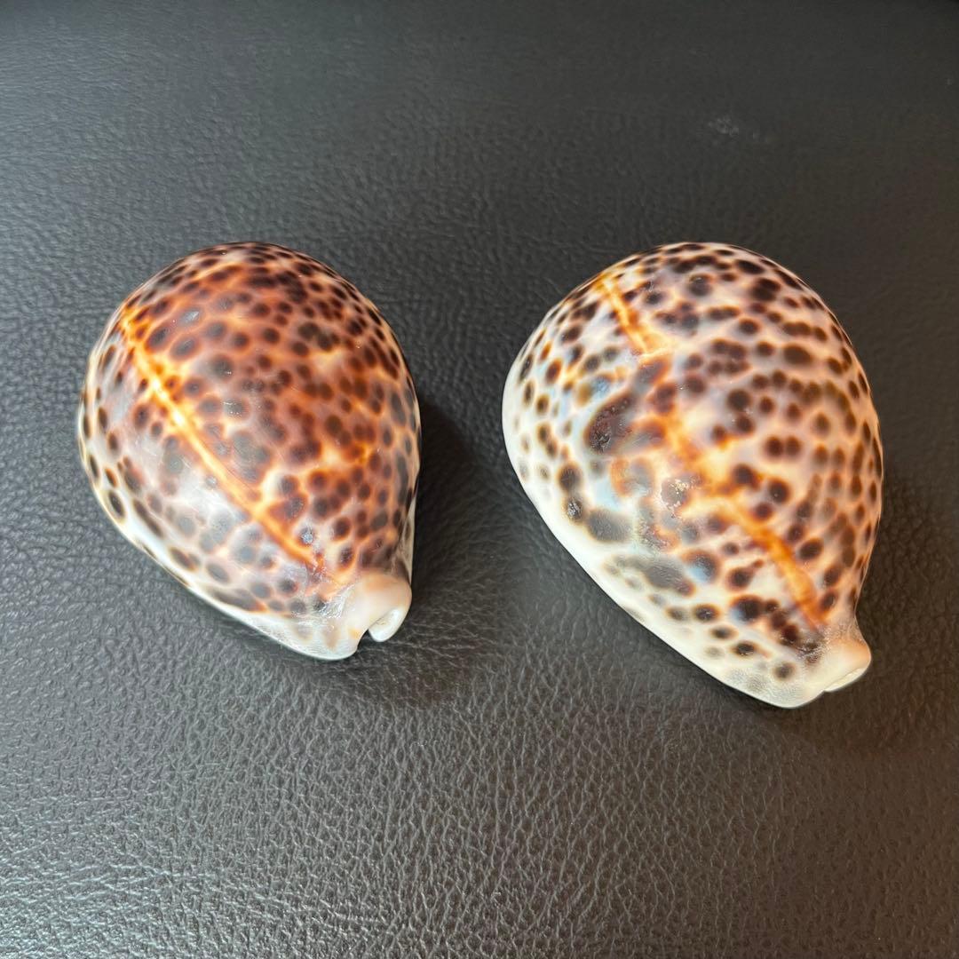 昆虫標本】国産ミヤマクワガタ♂ 立体標本仕上げキューブケース展示