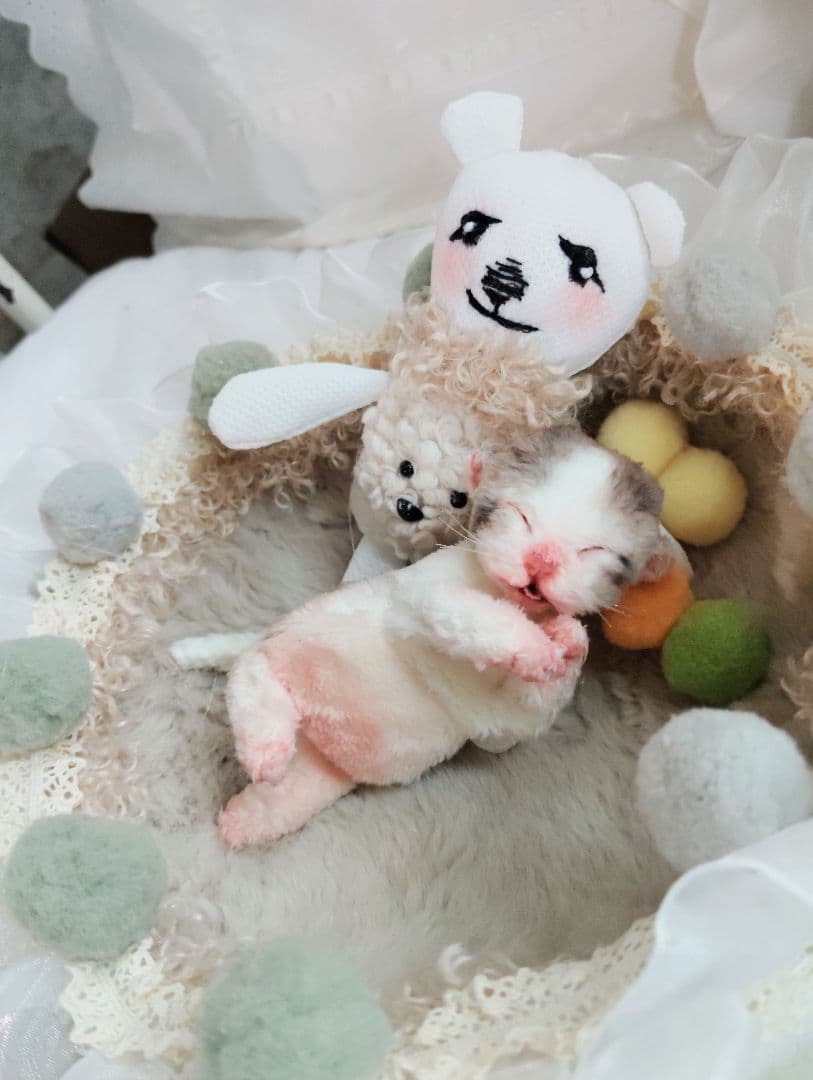 ママ募集❤生後1日子猫ちゃん♡バスケットとクマたん♡アートドール