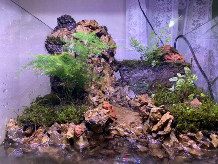 ディスカウント 滝の流れる苔テラリウム 受注生産】滝の流れるアクア