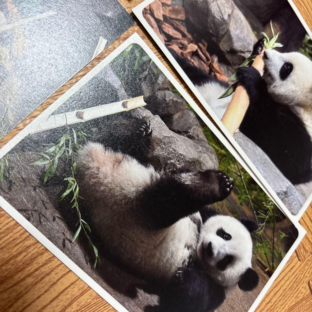 上野動物園双子パンダポストカードセット - メルカリ