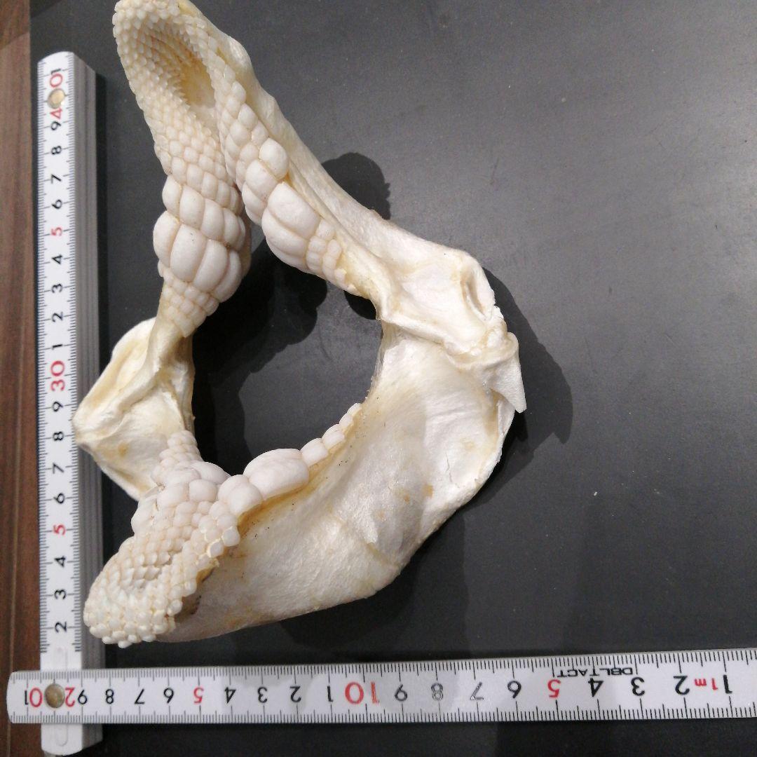 ネコザメ乾燥標本