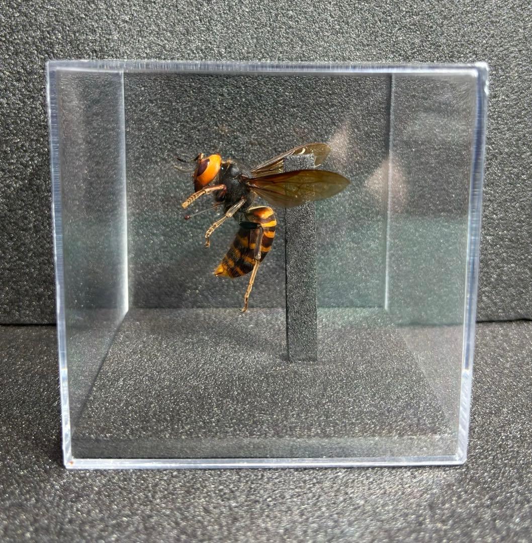 オオスズメバチ 女王蜂 立体標本 4.6cm超 特大サイズ
