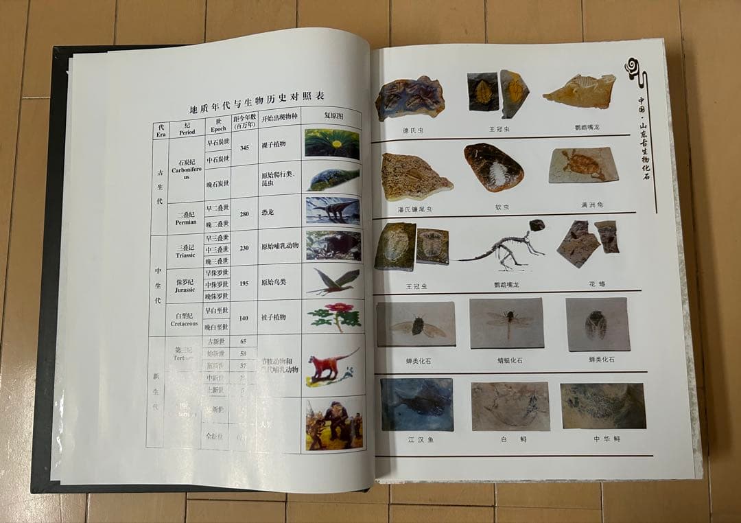 三葉虫化石 山東省 - メルカリ