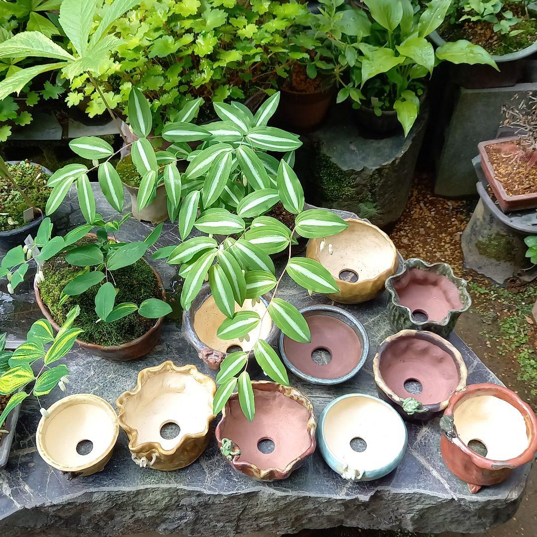 販売 山野草&山野草鉢 中国鉢、盆栽鉢、植木鉢、山野草鉢、鉢、