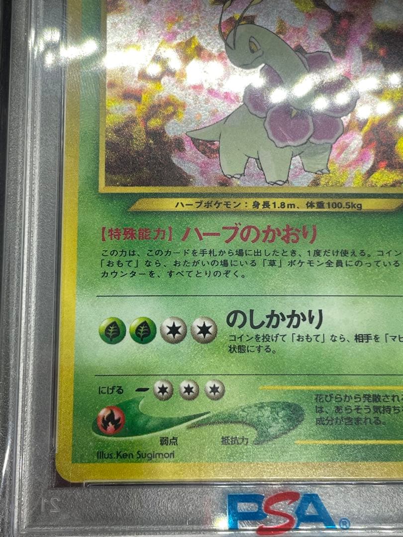 メガニウム 旧裏　psa9 渦あり　プレミアムファイル