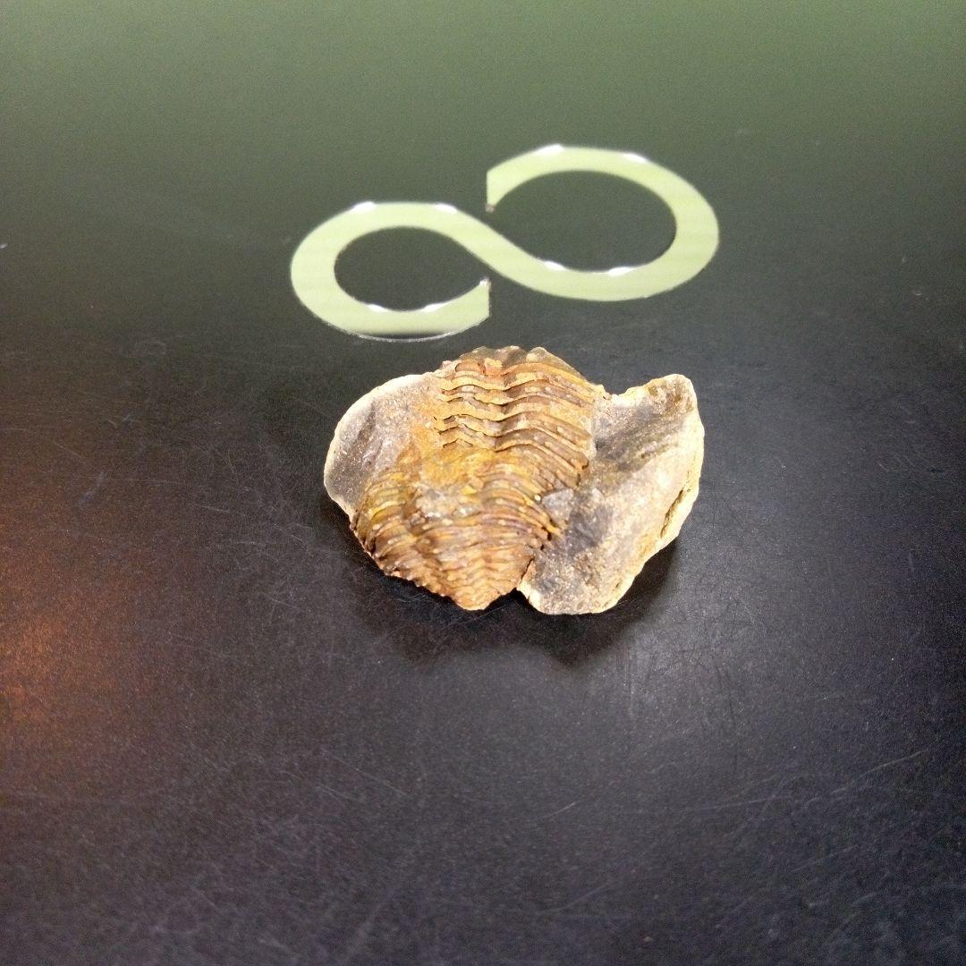 三葉虫 化石 fossil 海 ボリビア産 trilobite 海生動物網⑨