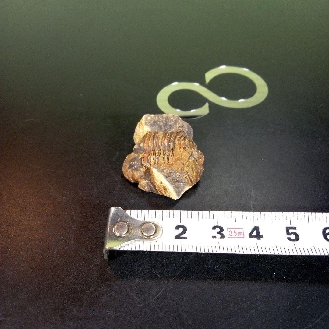 三葉虫 化石 fossil 海 ボリビア産 trilobite 海生動物網⑨