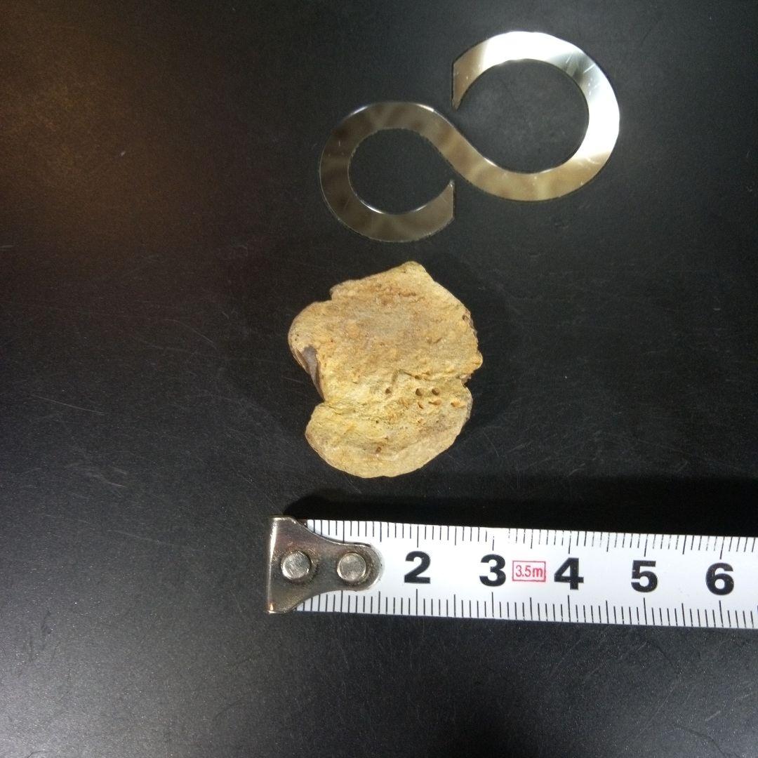 三葉虫 化石 fossil 海 ボリビア産 trilobite 海生動物網⑨