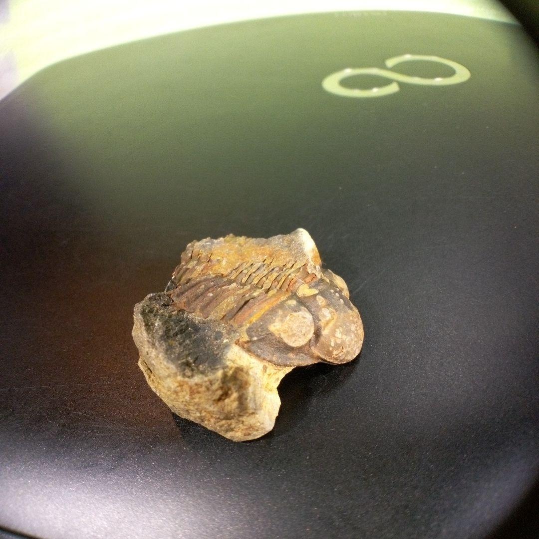 三葉虫 化石 fossil 海 ボリビア産 trilobite 海生動物網⑨