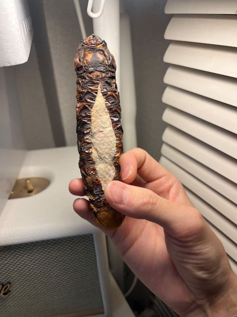 極太珍々】スジバネトゲフチオオウスバカミキリムシの幼虫 特大