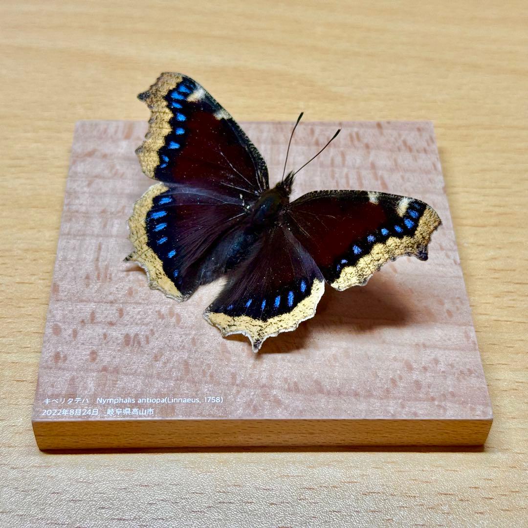 立体標本】国産蝶標本 キベリタテハ ライブ標本 - メルカリ
